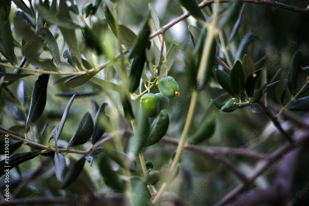Organic olives in Ivan Dolac village, Hvar island - Croatia Organic olives in Ivan Dolac village, Hvar island - Croatia