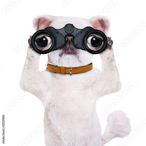 Fototapeta Naklejka Na Ścianę i Meble -  Dog looking through the binoculars. Isolated on white.