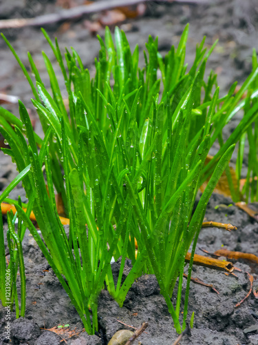 rain drops on the leaf photo