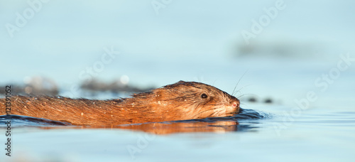 Swimming Muskrat ( Ondatra zibethica ) in sunset light. Autumn season.