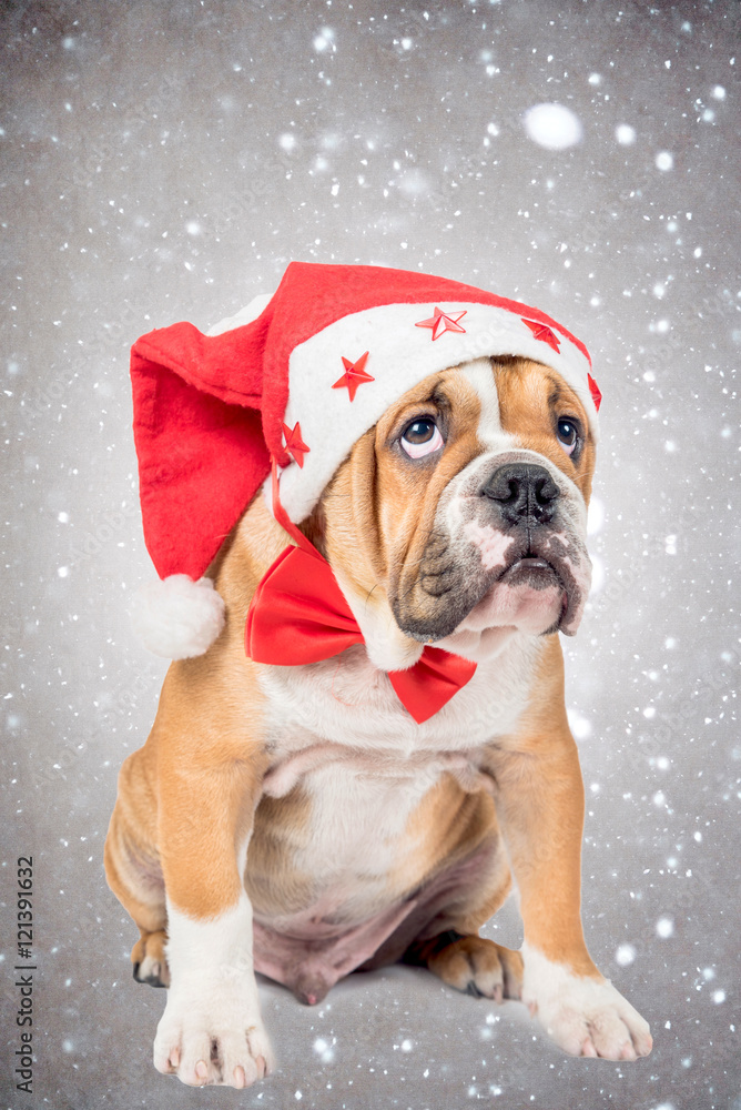 English bulldog pup with Christmas hat
