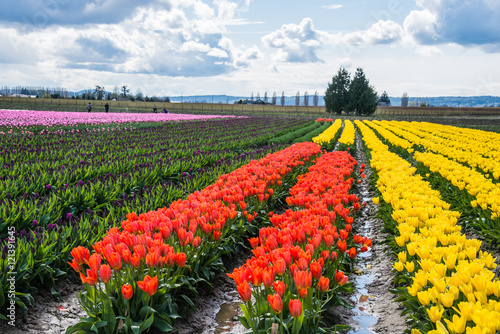 Rows Colorful Tulips on Farm. Spring Landscape. Copy Space. photo