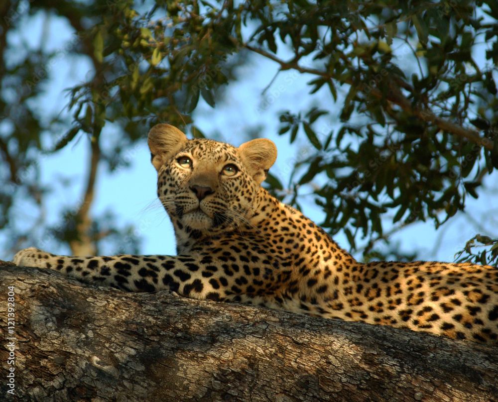 Obraz premium Leopard