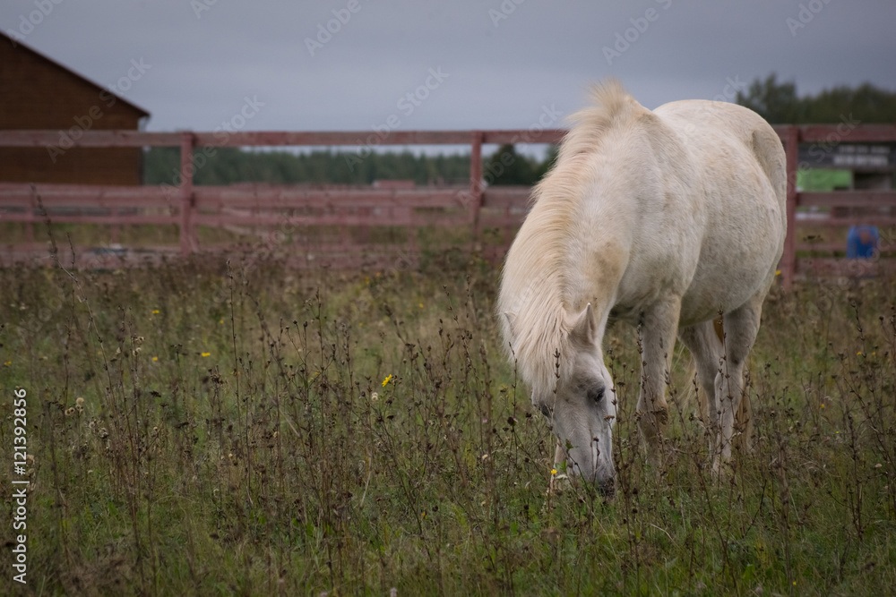 Obraz premium White Pony