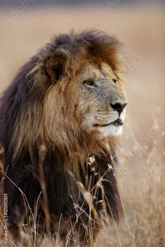 Portrait of Lion  Masai Mara