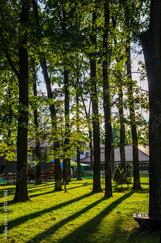 trees in the park