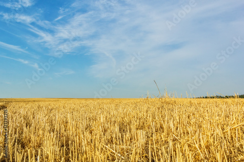 Autumn stubble field after wheat harvesting  close up