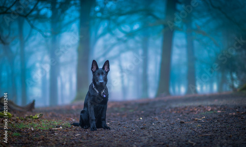 Fototapeta Naklejka Na Ścianę i Meble -  Black German Shepherd at Dawn