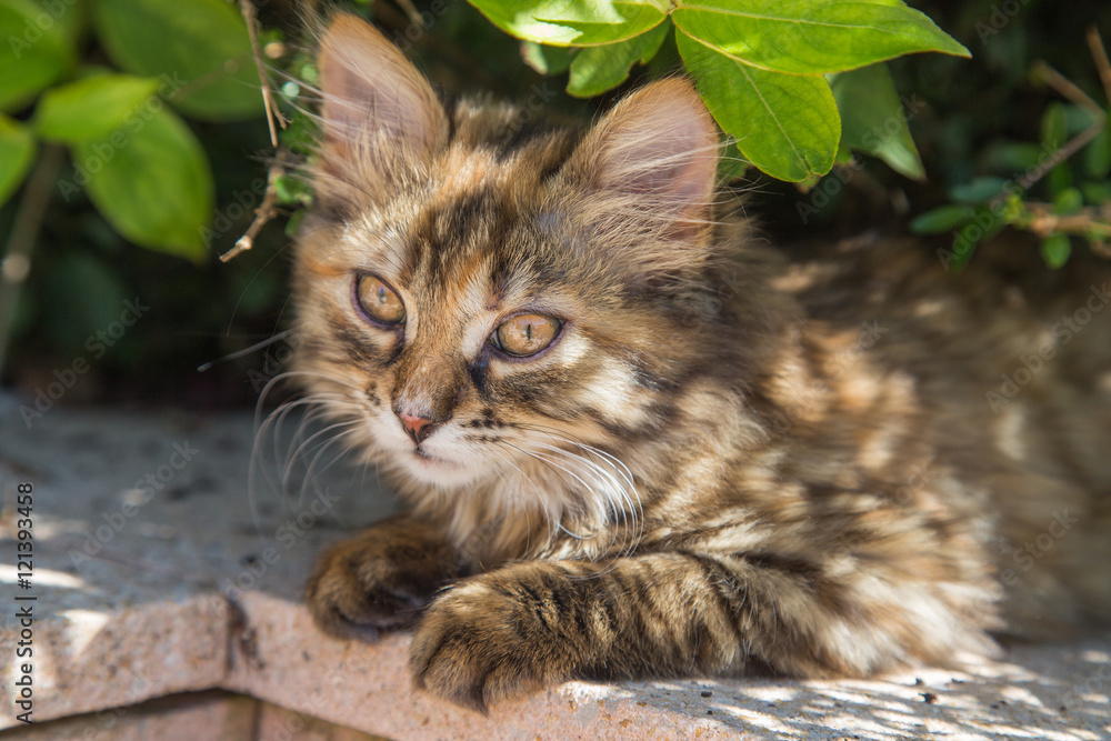 Fototapeta premium chaton