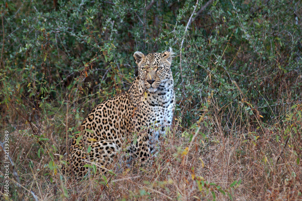 Obraz premium Leopard