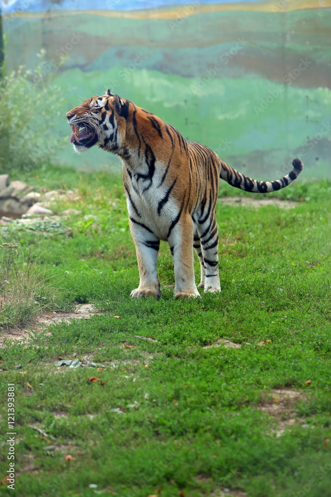 Fototapeta premium Tygrys bengalski