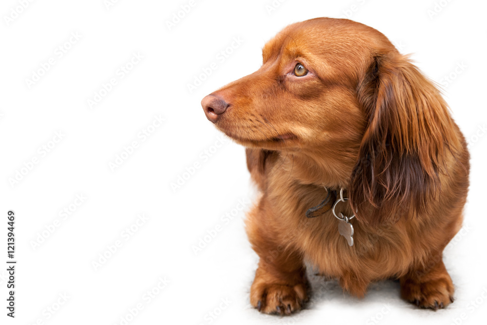 Long haired miniature dachshund isolated on white