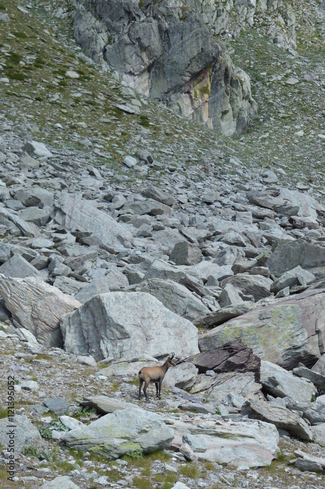 Chamois