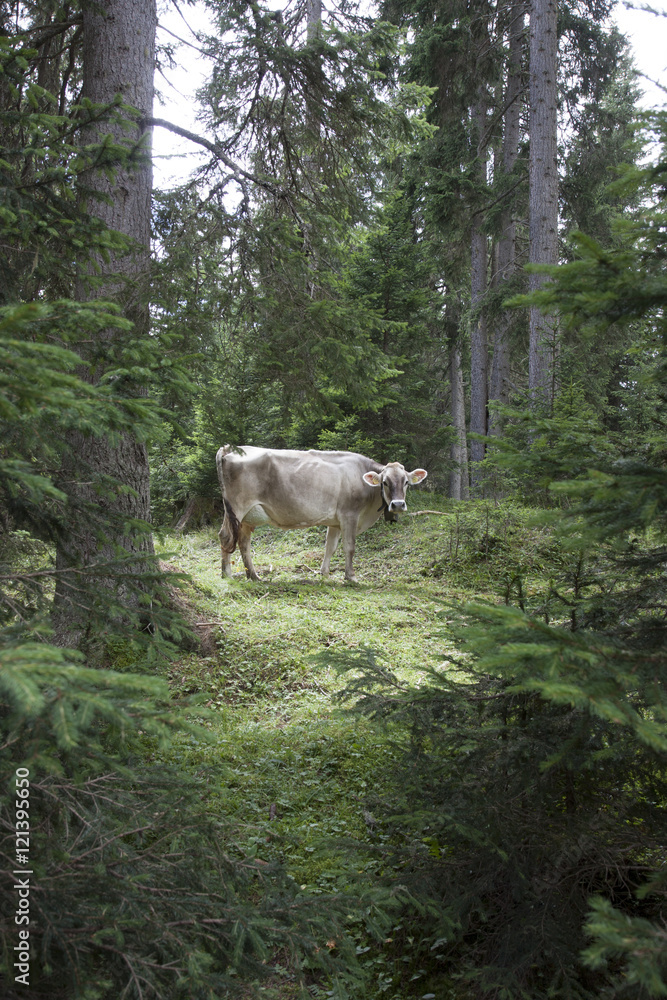 Obraz premium Mucca nel bosco