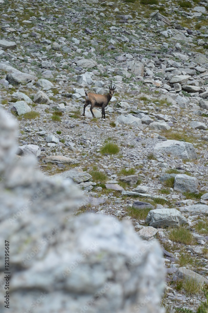 Chamois