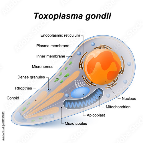 Toxoplasma gondii photo