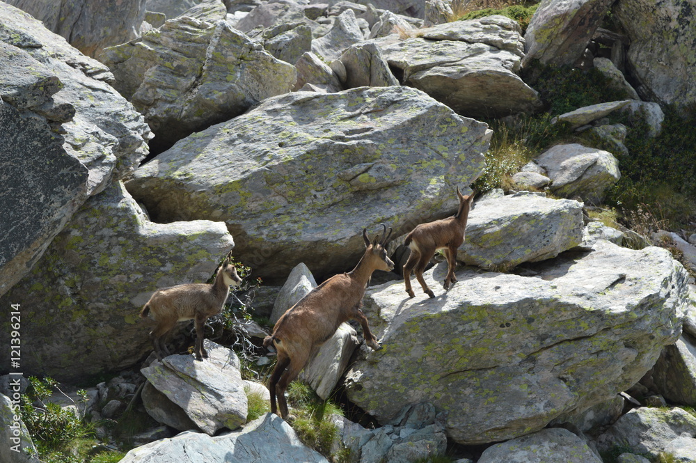 Famille chamois dans les rochers