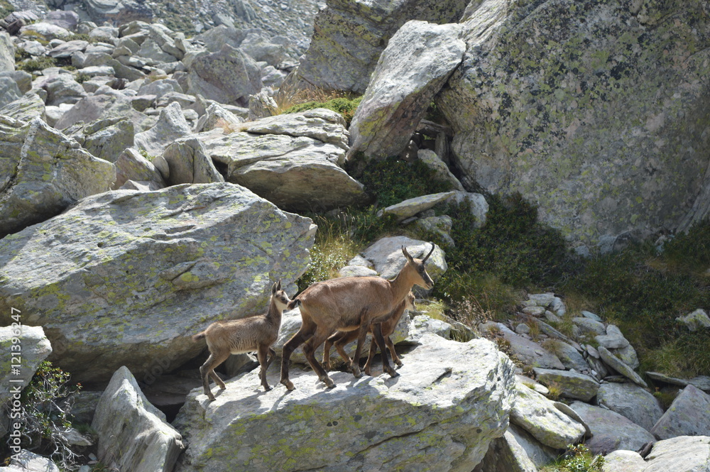 Famille chamois dans les rochers