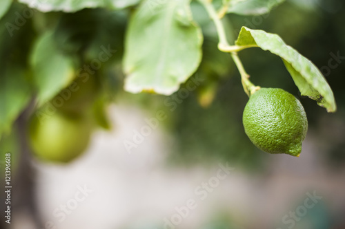 Wallpaper Mural Limone Torontodigital.ca