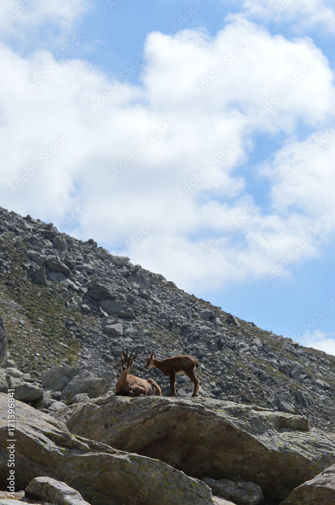 Famille chamois dans les rochers