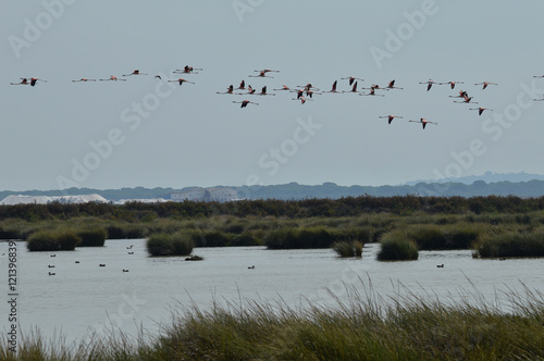 aves en las marismas del guadalquivir