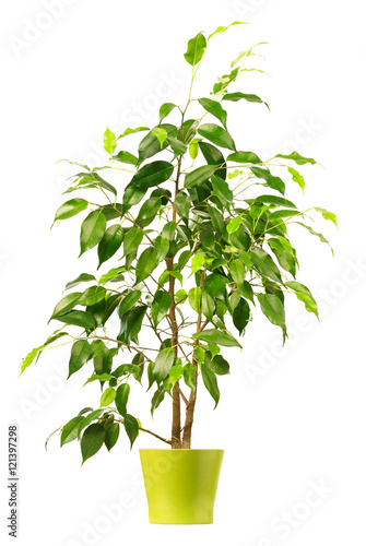 Fototapeta Naklejka Na Ścianę i Meble -  Ficus in flowerpot isolated on white background.