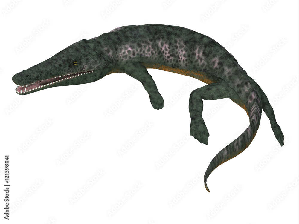 Fototapeta premium Archegosaurus Amphibian Tail - Archegosaurus was an amphibian tetrapod that lived in Europe during the Permian Period.