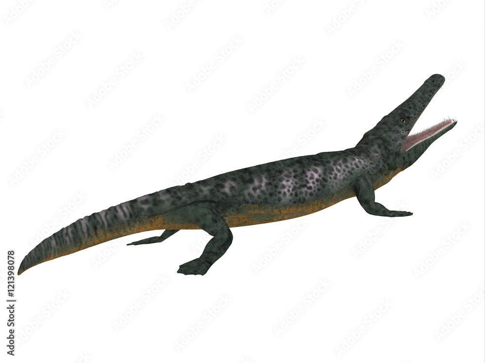 Archegosaurus Side Profile - Archegosaurus was an amphibian tetrapod that lived in Europe during the Permian Period. Archegosaurus Side Profile - Archegosaurus was an amphibian tetrapod that lived in Europe during the Permian Period.