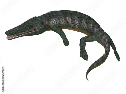 Archegosaurus Amphibian Tail - Archegosaurus was an amphibian tetrapod that lived in Europe during the Permian Period.