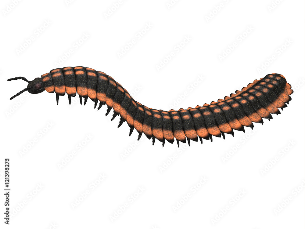Arthropleura Side Profile - Arthropleura was a giant insect invertebrate that lived in North America and Scotland during the Carboniferous Period. Arthropleura Side Profile - Arthropleura was a giant insect invertebrate that lived in North America and Scotland during the Carboniferous Period.