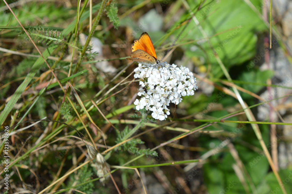 Papillon cuivré de la verge d'or