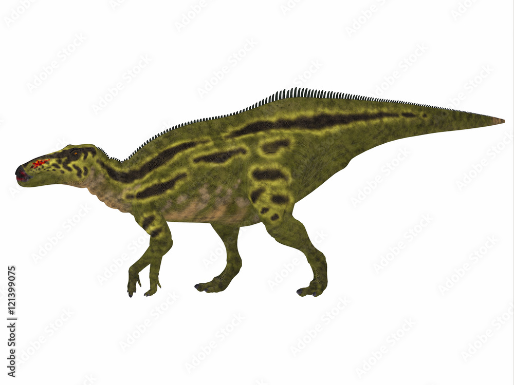 Fototapeta premium Shantungosaurus Dinosaur Side Profile - Shantungosaurus was a herbivorous Hadrosaur dinosaur that lived in China in the Cretaceous Period.