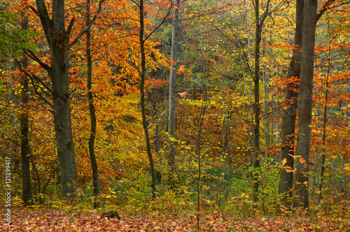 Autumn forest © puchan