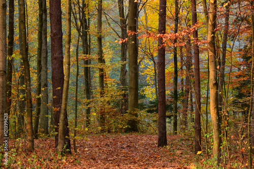 Road in autumn forest