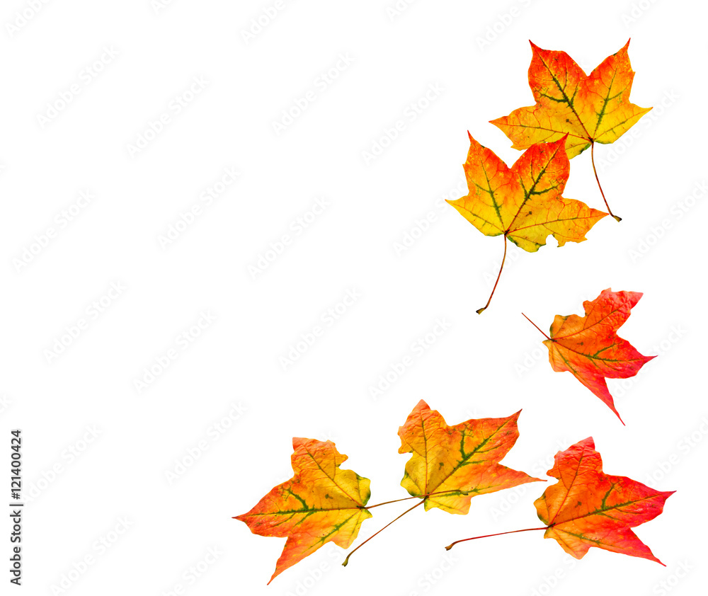 foliage isolated on white background. Golden autumn foliage isolated on white background. Golden autumn