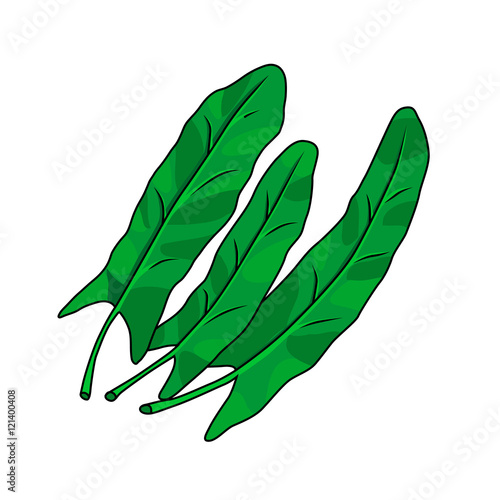 Three green leaves of sorrel. Vector illustration.