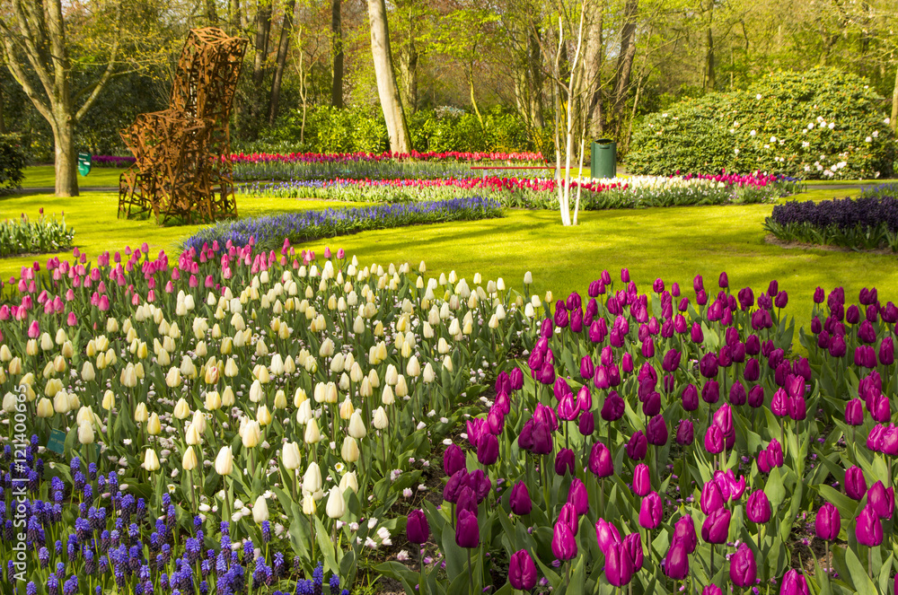 Colorful tulips in the Keukenhof garden, Netherlands