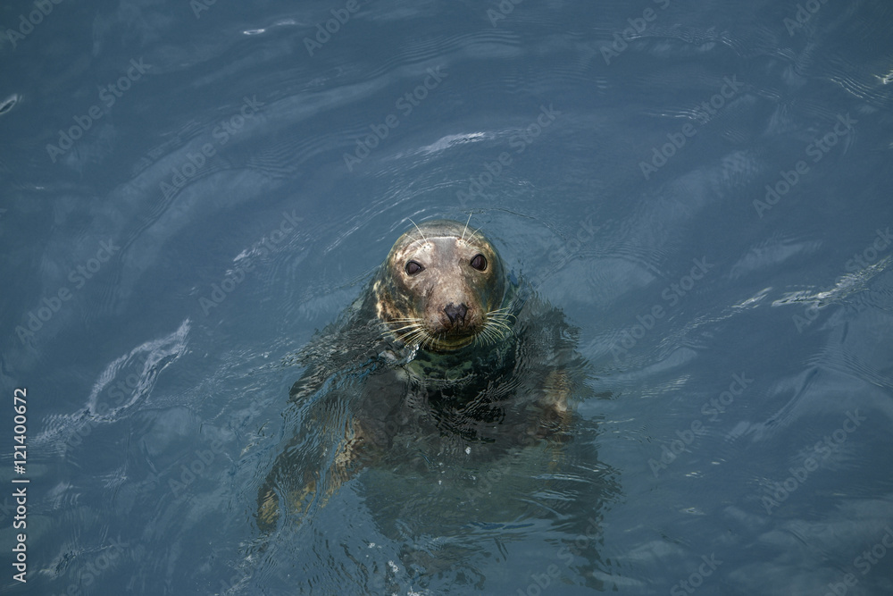 Naklejka premium seal swimming in the sea