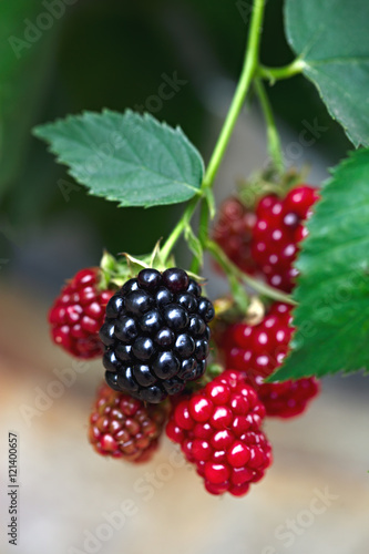 фотографія Fruits dewberry is photographed macro garden berries.