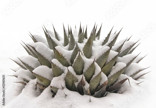 Snow in the New Mexico desert, covering a hardy agave plant