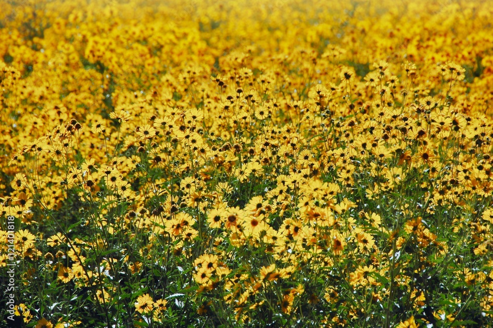wildflowers in New Mexico, late summer near Taos.