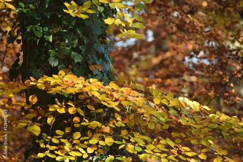 Das Feuer des Herbstes. Farbenspiel im Licht. photo