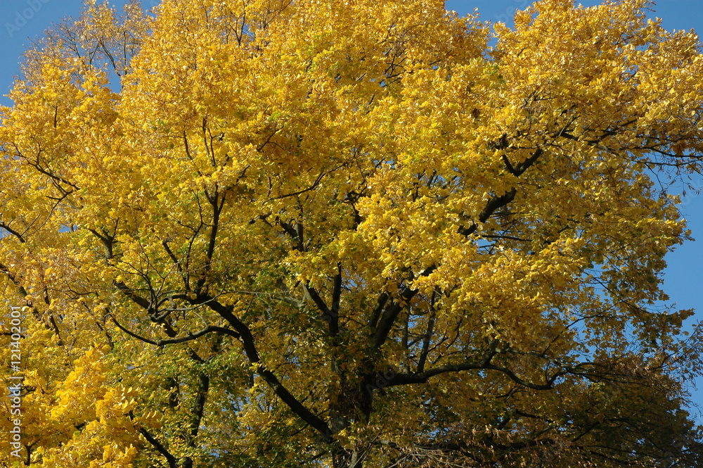 Das Feuer des Herbstes. Farbenspiel im Licht. Das Feuer des Herbstes. Farbenspiel im Licht.