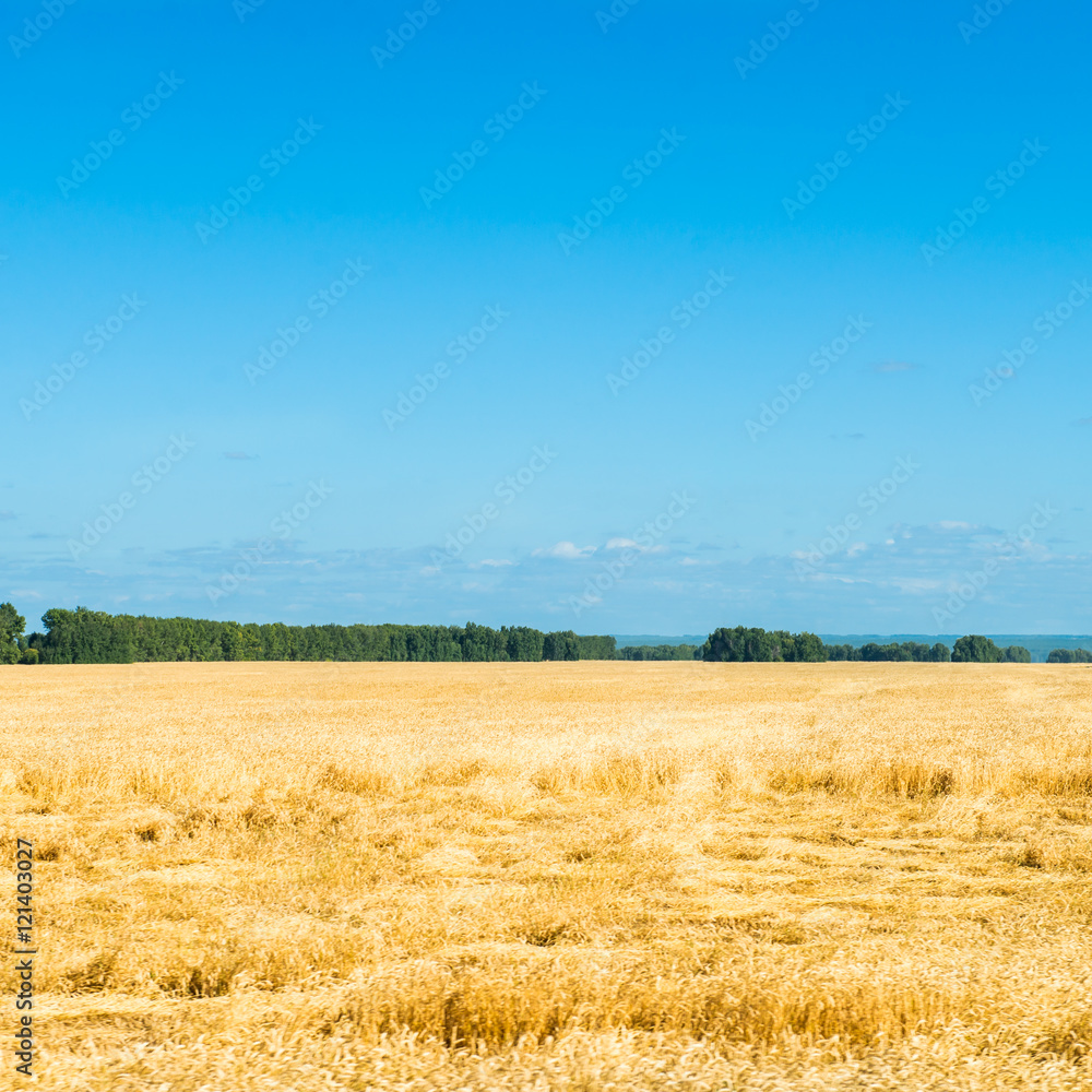 Autumn Landscape of Golden Wheat Field