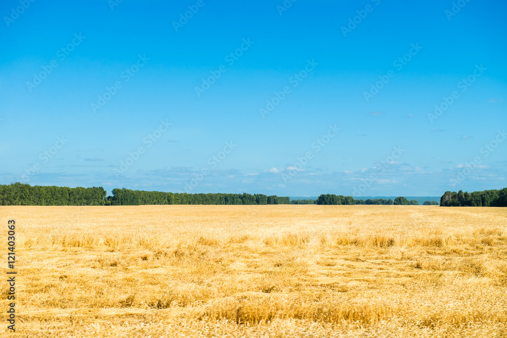 Autumn Landscape of Golden Wheat Field