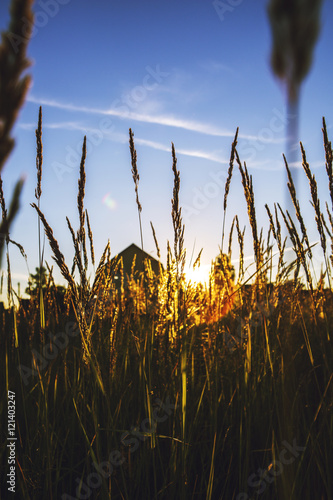 Дом и заходящее солнце, видимые из поля на фоне колосьев и голубого чистого неба. Лето, закат.