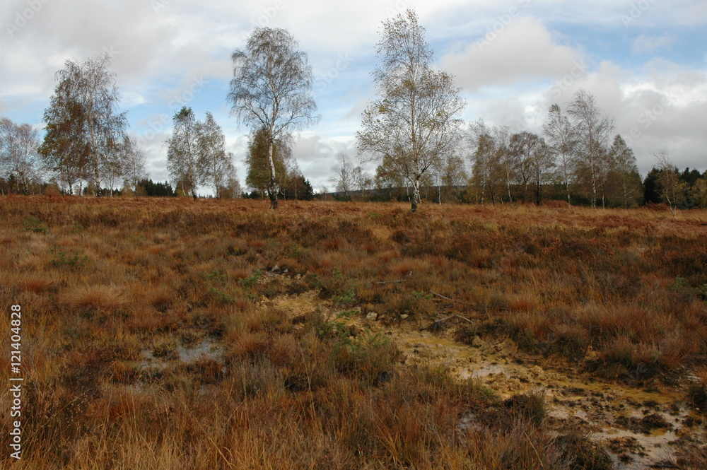 Herbstwanderung. In belgischer Moor- und Berglandschaft. Herbstwanderung. In belgischer Moor- und Berglandschaft.