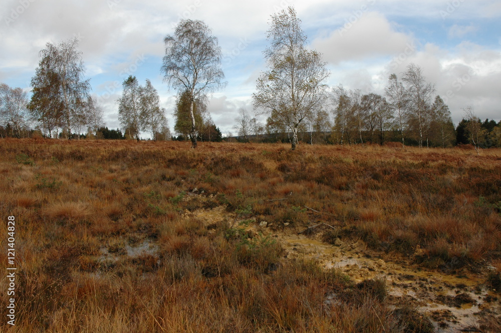 Herbstwanderung. In belgischer Moor- und Berglandschaft.