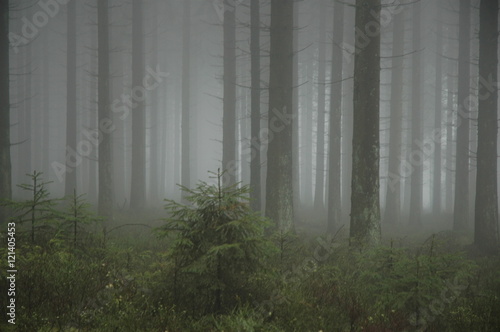 Herbstwanderung. In belgischer Moor- und Berglandschaft.