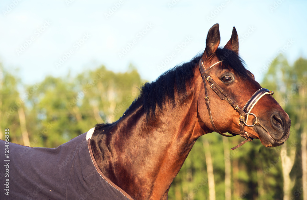 Fototapeta portret konia w pokryciu konia